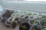 Выращивание овощной и цветочной рассады классными коллективами школы, организация внутришкольного конкурса «Цветущий школьный двор»