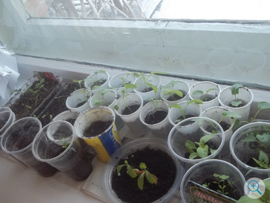Выращивание овощной и цветочной рассады классными коллективами школы, организация внутришкольного конкурса «Цветущий школьный двор»