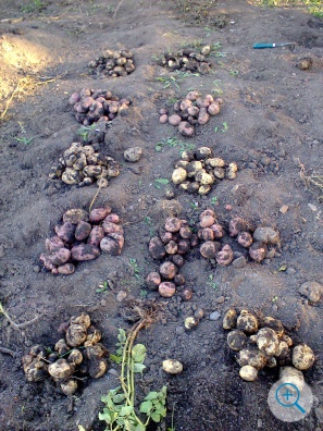 Подведение итогов опыта по сортоиспытанию картофеля на пришкольном УОУ.