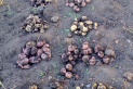Подведение итогов опыта по сортоиспытанию картофеля на пришкольном УОУ.