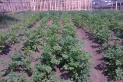 Восстановлен вновь пришкольный УОУ для посадки картофеля, 350м2